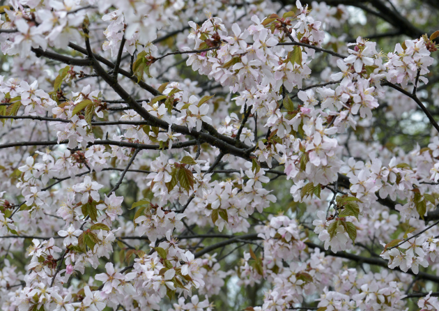 sakura2015-2